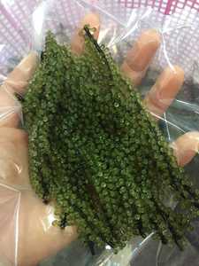 Algas marinas de uva orgánica | Caulerpa lentilifera fresca de Vietnam para la alimentación y la salud - Product Image 4