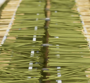 ธูปสมุนไพรยูคาลิปตัสแบบดั้งเดิม กลิ่นหอมจากพืชธรรมชาติ สำหรับพิธีกรรมประจำวัน การผ่อนคลาย และการทำสมาธิ - Product Image 4