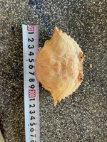 Coquilles de crabe polies les plus vendues pour la pâte de crabe et les plats de fruits de mer, prêtes à l'emploi, durée de conservation de 2 ans, export Vietnam, Viet Delta Co. LTD