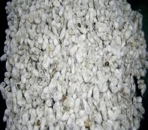Semillas de Algodón al por Mayor - Product Image 2