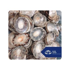 [VENTA EXITOSA] |   Concha de Limpet para Decoración de Temática Costera, Proyectos de Manualidades, Producción de Recuerdos y Diseño Creativo, Vietnam - Product Image 1
