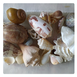 MEZCLA DE CONCHAS MARINAS Y ESTRELLAS DE MAR NATURALES PARA DECORACIONES DE FIESTAS TEMÁTICAS DE PLAYA Y ARTE - Product Image 5