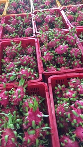 Fruit du dragon frais lisse peau rose vif approvisionnement en gros idéal pour le commerce de détail jus frais dessert à la maison décontracté - Product Image 6