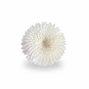 ดอกเจอร์เบอร์ราโซล่า ขนาด 6.5 ซม. ก้านไฟเบอร์จากต้นเซสบานีอา สำหรับอโรมาเธอราพี ทำด้วยมือ เป็นมิตรต่อสิ่งแวดล้อม แบบเจาะรู สำหรับตกแต่ง GS001 Phra - Product Image 1