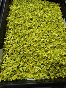 Flores de Arcilla Hechas a Mano Dok Kajorn, Paquete de 100 Piezas |   Suministros de Artesanía Floral Decorativa Tailandesa |   Flores de Arcilla de Color Personalizado - Product Image 4