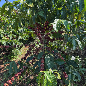 Export Grade Vietnam Green <b>Robusta</b> <b>Coffee</b> <b>Beans</b> 12kg Wholesale Bulk Supply - Product Image 6