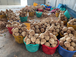 มะพร้าวสดทั้งลูกเกรดพรีเมียม สีน้ำตาลอ่อน แบบกึ่งปอกเปลือก สำหรับอุตสาหกรรมอาหาร การปรุงอาหาร และการสกัดน้ำมัน บลูโลตัสฟาร์ม ขายดี - Product Image 6
