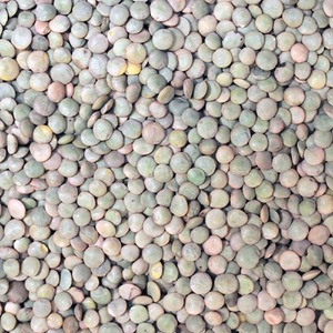 Premium Dried Organic <b>Green</b> Lentils Selected For Bulk Export Supply In Natural Packets For Global Wholesale Buyer Markets - Product Image 6