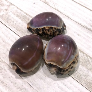 Proveedor de Vietnam de conchas marinas a precio económico, conchas de cauri naturales para decoración. - Product Image 6
