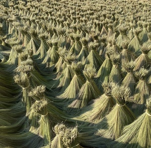 Grass Broom <b>Raw</b> <b>Material</b> For Making Head of Broom From Vietnam - Product Image 3