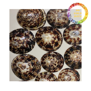 Limpet shell for handmade crafts and interior decoration natural dried seashell wholesale - Product Image 4