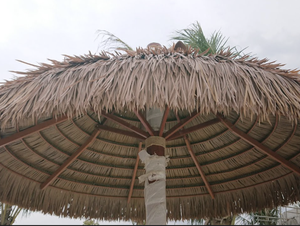 Fibre de toiture en feuilles de palmier de style écologique du Vietnam, conçue pour la fabrication de couvertures de parapluie et les applications de toiture tropicale naturelle - Product Image 4