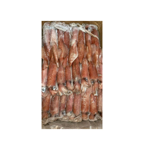 Calamar Congelado de Primera Calidad al por Mayor para Procesamiento de Mariscos y Servicios de Alimentación - Product Image 6