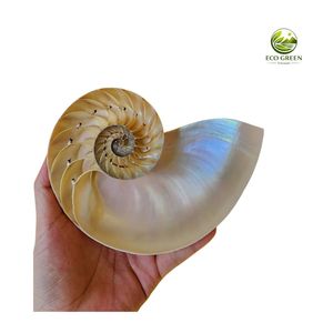 Concha de Nautilus de Lujo, Concha Espiral Inspirada en el Océano, Decoración Coleccionable, Regalo Premium para Entusiastas del Arte Marino - Product Image 6