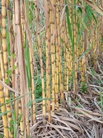 Diepvries biologische suikerriet, IQF verwerkt voor dranken & smoothies, bulkverpakking uit Vietnam (Tien Giang)-99 Gold Data