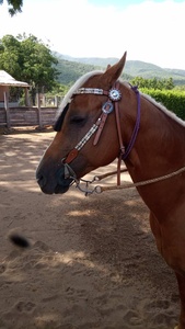 Têtière de cheval en cuir véritable de style western avec broderie perlée turquoise et fermeture à boucle réglable - Product Image 2