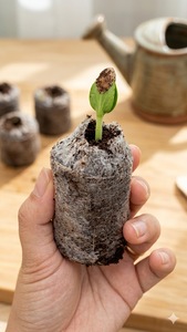 Bloques de Fibra de Coco Orgánica Jiffy para Hidroponía, Cultivo de Semillas, Ecológicos, para Iniciar Cultivos, Eco2go - Product Image 5