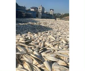 Os de seiche frais et séchés biologiques de haute qualité en provenance du Vietnam Fournisseur d'exportateur d'emballages en boîte à un prix raisonnable - Product Image 6