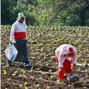 Poudre de vermicompost de fumier de vache biologique nouvelle génération, super booster de sol pour l'horticulture, les fermes, les jardins, les pépinières, exportation mondiale - Product Image 4