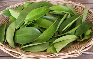 FEUILLE DE GRAVIOLA SÉCHÉE-NATUREL VRAC EXPORTATION-VIETNAM QUALITÉ PREMIUM - Product Image 3