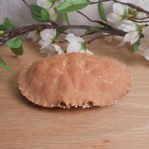 VIETNAM EXPORTS <b>CRAB</b> <b>SHELLS</b> to PRODUCE HIGH QUALITY ANIMAL FEED at GOOD PRICES - Product Image 1