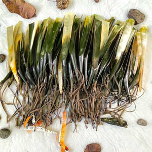 Calzador de Cuerno Natural de Toro de 18 Pulgadas Hecho a Mano con Cordón de Cuero al Mejor Precio - Product Image 4