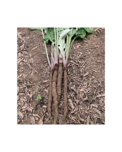 RAÍZ DE ALDERA SECADA NATURAL DE CALIDAD PREMIUM PARA EXPORTACIÓN - Product Image 4