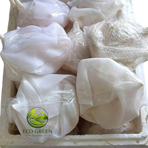 เปลือกหอยสไปนี่จากเวียดนามสำหรับงานฝีมือ ของตกแต่งชายฝั่ง งานอีเว้นท์ธีมทะเล ของตกแต่งบ้าน ขายส่ง - Product Image 5