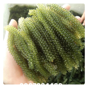 Uvas de Mar Deshidratadas, Tendencia 2026, Ingrediente Saludable para la Industria Alimentaria - Product Image 3