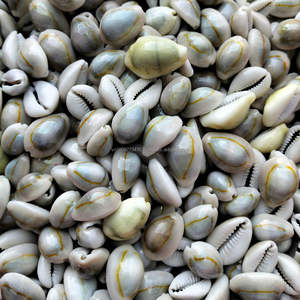 Conchas de Cauri Naturales KMI – Conchas Crudas de Vietnam en Grandes Cantidades para Manualidades y Decoración - Product Image 3