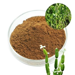 Extracto de Cissus Quadrangularis de Marca Privada 20:1 a Granel, Polvo de Cissus Quadrangularis 100% Puro y Natural al Mejor Precio desde India - Product Image 4