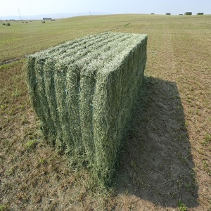 Heno de Alfalfa para Nutrición Ganadera con Hojas Verdes Naturales, Rico en Fibra y Buena Palatabilidad para Uso Diario - Product Image 3