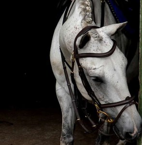 Brida Anatómica Inglesa para Salto Ecuestre de Alta Calidad, Acero Inoxidable, Cuero Aceitado Acolchado, Riendas de Goma Antipresión - Product Image 5