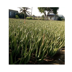 Aloe Vera Jelly để bán từ nhà cung cấp từ Việt Nam-đồ uống thạch và bánh <span class=keywords><strong>pudding</strong></span> sự lựa chọn tốt nhất cho bạn/MS. thi - Product Image 3