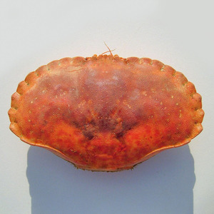 เปลือกปูคุณภาพสูง แห้งธรรมชาติ สะอาด สำหรับตกแต่งอาหารและร้านอาหาร - Product Image 2