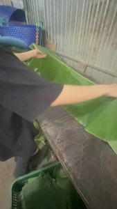 Hojas de Plátano Congeladas de Primera Calidad, Suministro a Granel, Hojas de Plátano Verdes Frescas para Envasado de Alimentos y Cocina Tradicional - Product Image 3