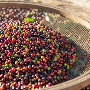 เมล็ดกาแฟอาราบิก้า S18สีเขียวสะอาดแบบไม่ผ่านการคั่วแบบไม่ผ่านการคั่วแบบไม่มีเมล็ดส่งตรงจากฟาร์มจำหน่ายโดยโรงงาน - Product Image 4