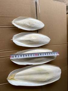 Os de Seiche Entiers Séchés en Vrac 20-40cm Qualité Supérieure Faible Teneur en Matières Grasses Riche en Protéines Fruits de Mer du Vietnam Durée de Conservation 2 Ans Sac pour Oiseaux de Compagnie - Product Image 6