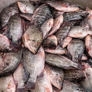 PESCADO DE TILAPIA NEGRO CONGELADO DE PRIMERA CALIDAD / PRODUCIDO DE MANERAS SOSTENIBLES / EMBALAJE PARA EXPORTACIÓN A GRANEL / Sra. Alina - Product Image 1