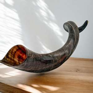 Cuerno de Carnero Kosher, Semipulido, Shofar |   Auténtico Cuerno de Shofar de Israel |   Corneta Judía, Chofar Original de Israel. - Product Image 4