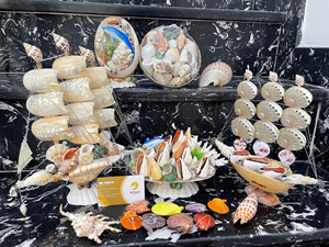 Wholesale Beach Decoration Natural Mixed Sea Shells Craft Sea Shell Conch Shells Plated Jewelry Making for Crafts and Souvenirs - Product Image 4