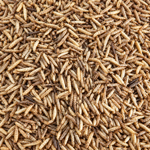 Alimento Innovador 2026: Harina de Larvas de Mosca Soldado Negra, Tipo Seco, para Peces, Futuro Alimento para Peces, 18 Meses de Vida Útil, Grado 5%/Alina - Product Image 6