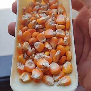 ผู้จัดจำหน่ายข้าวโพดสีเหลืองคุณภาพสูง - Product Image 6