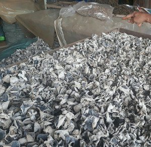 Cultivé vietnamien naturel séché bois oreille champignon sain végétalien nourriture et cuisson assaisonné bouchon traité - Product Image 5