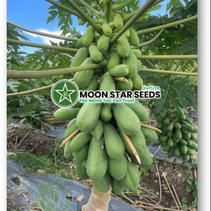 Semillas Híbridas de Papaya T2 F1, 99% de Pureza, 80% de Germinación - Product Image 2