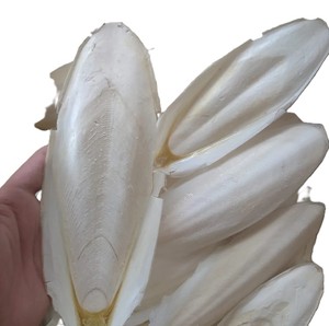 High Quality Dried Cuttlebone 29cm-35cm <b>Large</b> Size Aquarium <b>Ornament</b> Shell Bag 1kg Carton 24kg Wholesale Vietnam VietDelta - Product Image 1