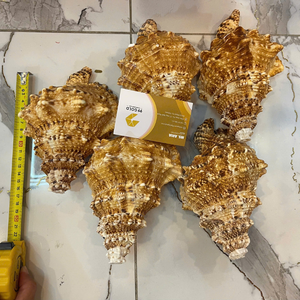 เปลือกหอยเวียดนามขนาดเล็กเนื้อเนียน สำหรับตกแต่งกระเช้าของขวัญสุดหรู และถาดต้อนรับโรงแรมหรู จาก 99 โกลด์ ดาต้า - Product Image 4