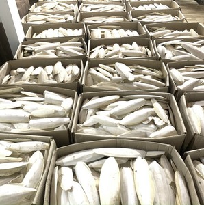 Taco de Sepia Natural Rico en Calcio para el Apoyo del Pico - Product Image 3