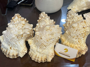 Coquille de trompette de Triton naturelle polie, toucher réel, pour décoration maison et mariage, thème ange d'amour DIY, Khanh Hoa Vietnam-99 Gold Data - Product Image 1