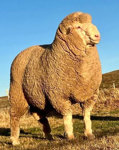 Wholesale Merino Sheep for Commercial <b>Wool</b> Production and Livestock Farms - Product Image 1